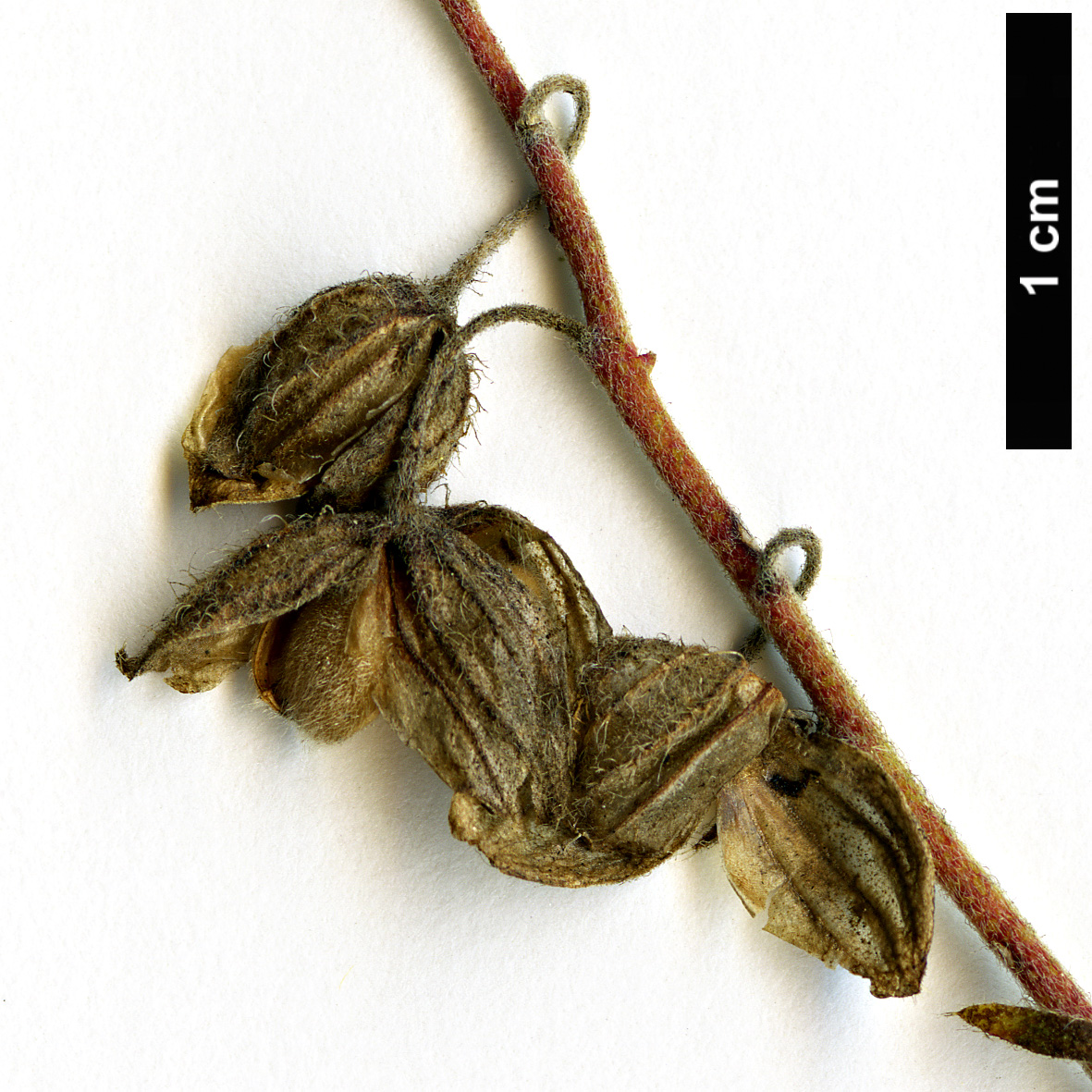 High resolution image: Family: Cistaceae - Genus: Helianthemum - Taxon: nummularium - SpeciesSub: subsp. grandiflorum